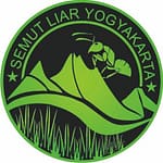 Semut Liar Yogyakarta